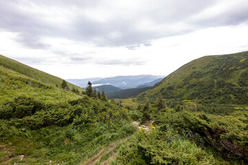 Fototapeta premium Panorama of mountains in the Ukrainian Carpathians on a summer day.