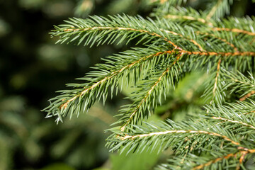 Coniferous branch. Close-up macro view.