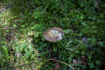 Mushroom in the mountain forest on a summer day. Close up macro view.