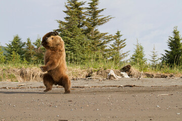 Grizzly bear dancing