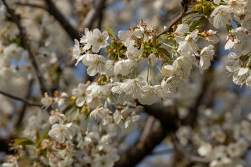 Famous Blooming Cherry trees in Spring, Gipf-Oberfrick, Fricktal, Aargau Switzerland