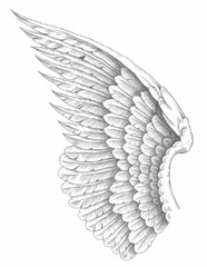 pencil drawing of feathered wings