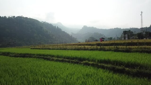 Ricefeild Template รูปภาพRicefield – เลือกดูภาพถ่ายสต็อก เวกเตอร์ และวิดีโอ5,859 | Adobe Stock