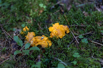Mushroom in the mountain forest on a summer day. Close up macro view.