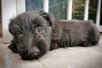 Portrait of a sweet black puppyu