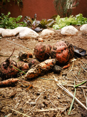 sweet potato harvest from the garden