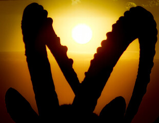 sunrise within the ibex horns