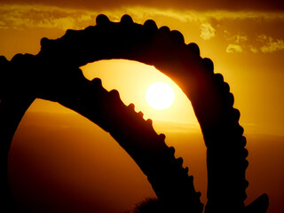 sunrise within the ibex horns