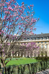Paris, the Palais-Royal, the pink magnolias in bloom in the garden
