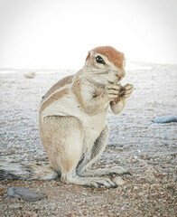 cute ground squirell eat nut