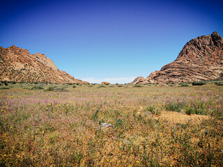 amazing mpintains and flowers in namibia