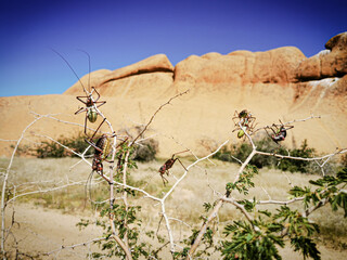 amazing mpintains and flowers in namibia