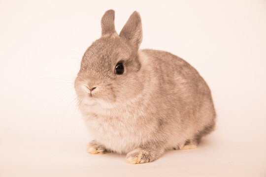Image of a funny bunny rabbit.