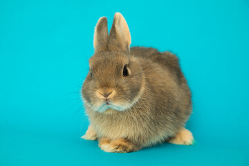 Image of a funny bunny rabbit.