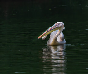 A Pink Pelican swimming in lake