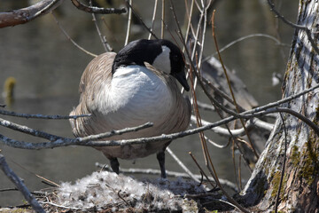 Mother Goose takes a break.
