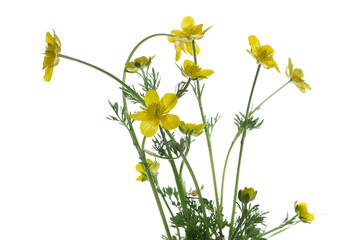 Yellow field flowers in spring isolated on white 