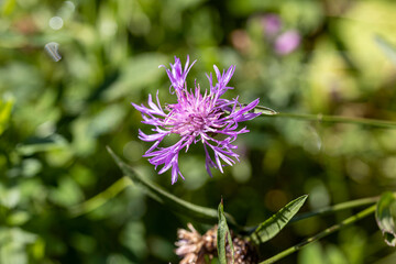 Mountain flowers in the Ukrainian Carpathians. Close-up macro view.