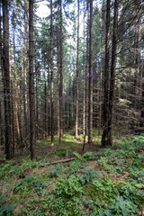 Obraz premium Mountain forest in the Ukrainian Carpathians.