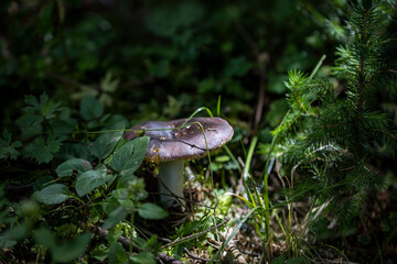 Mushroom in the mountain forest on a summer day. Close up macro view.
