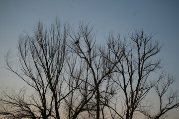dry dead tree branches against the sky in the desert during the drought seasons
