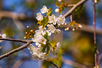 Close-up of a tree branch with green leaves and white blooming petals in spring isolated against a blue sky