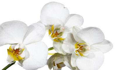 Naklejka na ściany i meble weiße Orchidee auf weißen Hintergrund