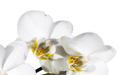 Obraz na płótnie Canvas weiße orchidee blüten