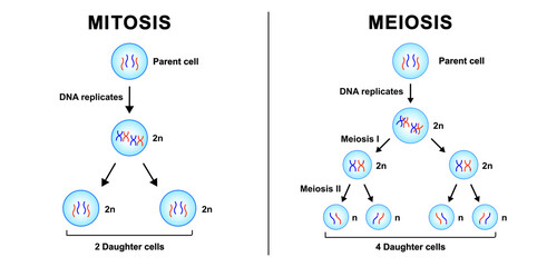 Scientific Designing Of Differences Between Mitosis And Meioisis. Mitosis vs Meiosis. Colorful Symbols. Vector Illustration. - obrazy, fototapety, plakaty
