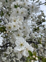 tree blossom