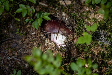 Fototapete bei efototapeten.de bestellen   