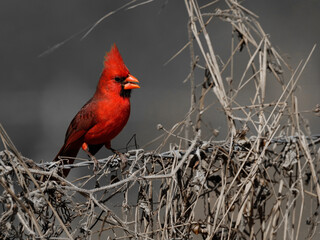 Cardenal del Desierto