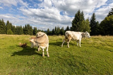 Cows on a green meadow in the Ukrainian Carpathians on a summer day.