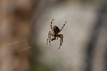 Spider on a web on a natural background. Close-up macro view.