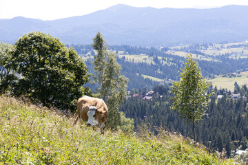 Cow on a green meadow in the Ukrainian Carpathians on a summer day.