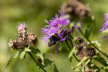 Mountain flowers in the Ukrainian Carpathians. Close-up macro view.