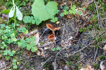 Mushroom in the mountain forest on a summer day. Close up macro view.