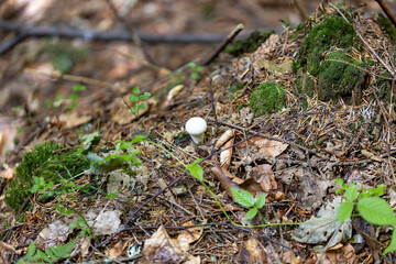 Mushroom in the mountain forest on a summer day. Close up macro view.