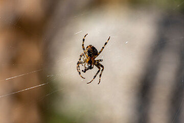 Spider on a web on a natural background. Close-up macro view.