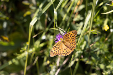 Obraz premium Butterfly on a flower on a natural background. Close-up macro view.