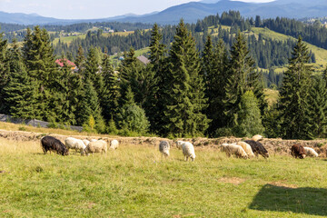 Obraz premium Herd of sheep on a mountain meadow of the Ukrainian Carpathians
