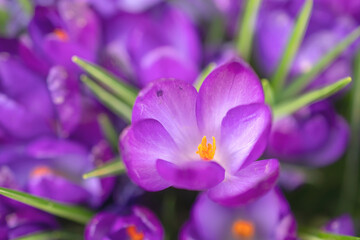 Fototapeta na wymiar Group of purple crocus flowers on a spring meadow. Crocus blossom. Mountain flowers. Spring landscape