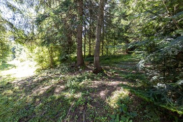 Mountain forest in the Ukrainian Carpathians.