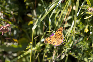 Butterfly on a flower on a natural background. Close-up macro view.