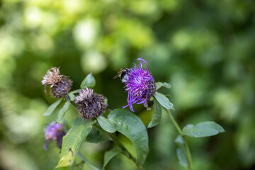 A bee on a purple flower. Close-up macro view.