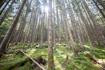 Obraz premium Mountain forest in the Ukrainian Carpathians.