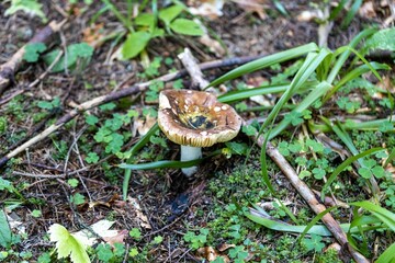 Mushroom in the mountain forest on a summer day. Close up macro view.