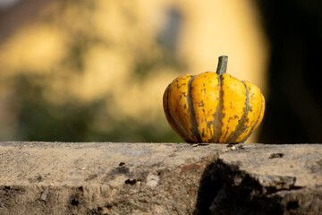 Yellow ornamental pumpkin laying on a wall with copy space