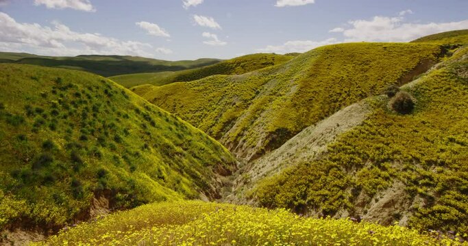 Timelapse of wildflowers swaying in the wind during a superbloom in Carrizo Plain National Monument, California