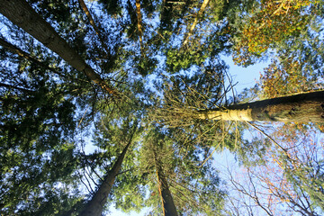 Looking up at fir trees	